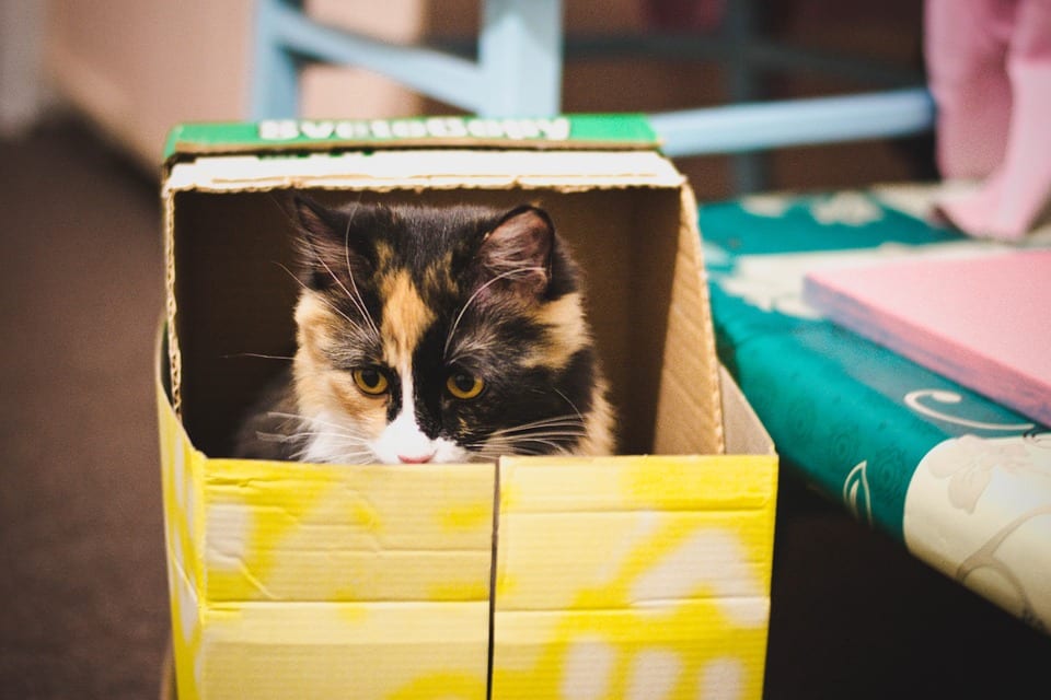 Outaouais moving tips to reduce pet stress